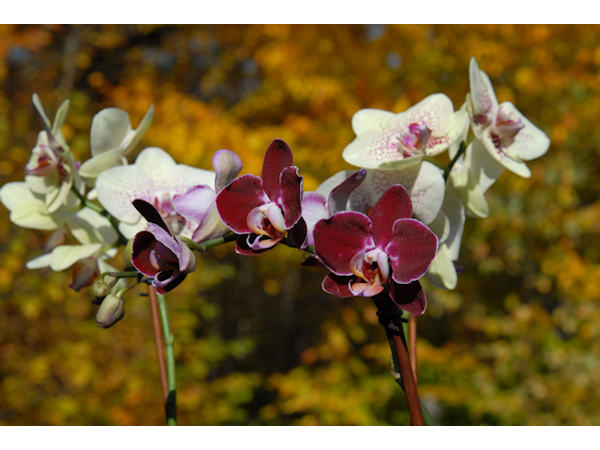 Orchids