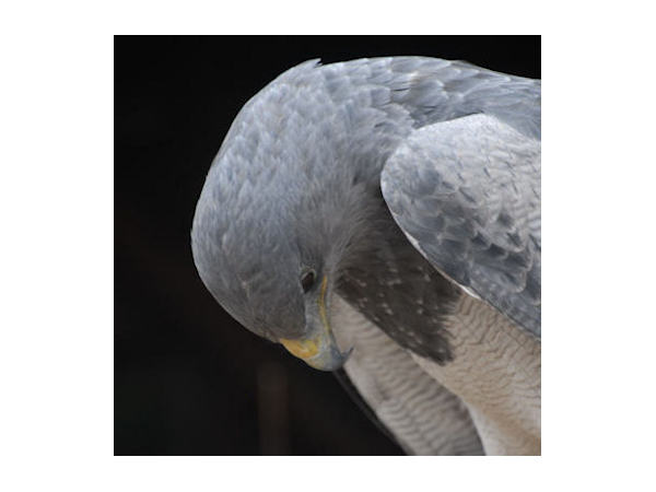 Immature Eaglet